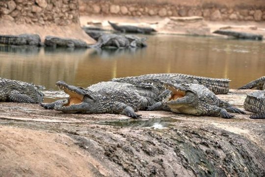 Visite the Crocodiles Park and Botanic garden