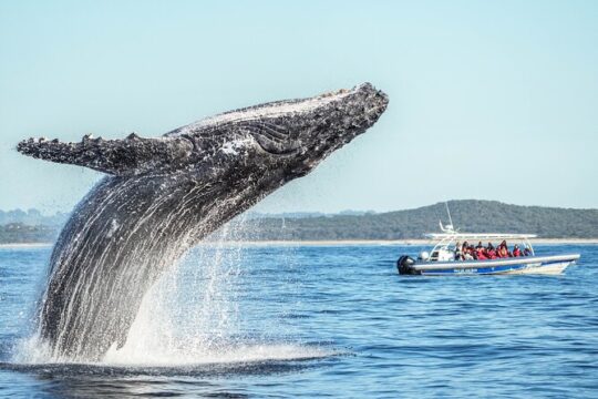 Premier Whale Watching Byron Bay