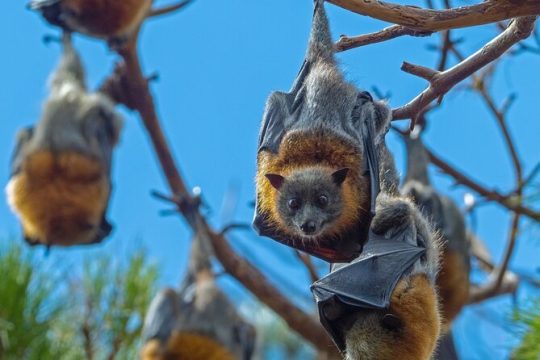 Flying Fox Tour: Only one in Sydney with Australia's largest bats
