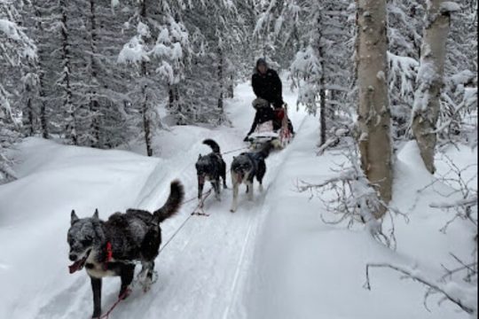 Dogsled Rides