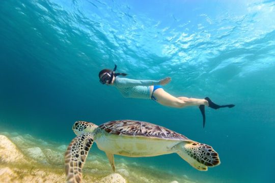 Waikiki Turtle Snorkel Tour