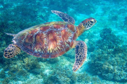 Waikiki Turtle Snorkeling Tour