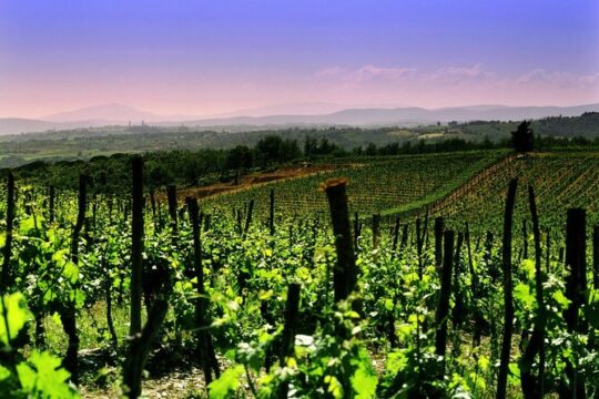 Private Tour to a winery in Franciacorta and Bergamo from Milan w/ Hotel pick-up