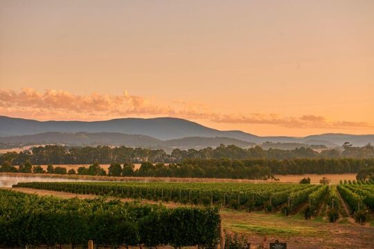 Yarra Valley Master Classes & 3 Course Champagne Lunch - Up to 6