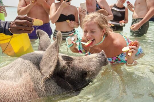 Swim with Famous Pigs at Rose Island