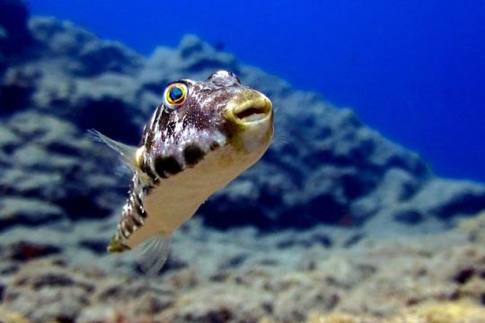 RECREATIONAL DIVE (certified divers only) : Explore Canarian Sealife