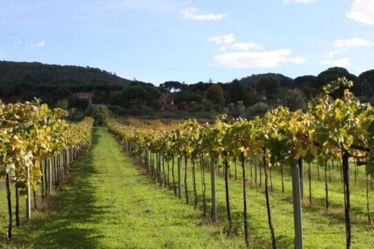 Castelli Romani: Wine tasting in Frascati from Rome