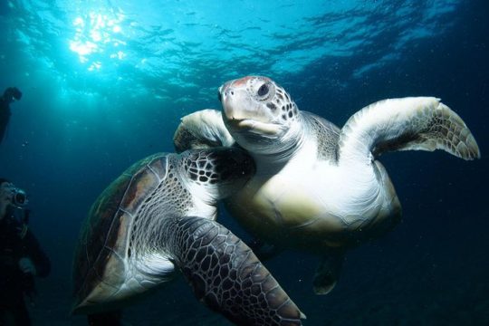 Tenerife Turtle and Snorkel Tour from Costa Adeje
