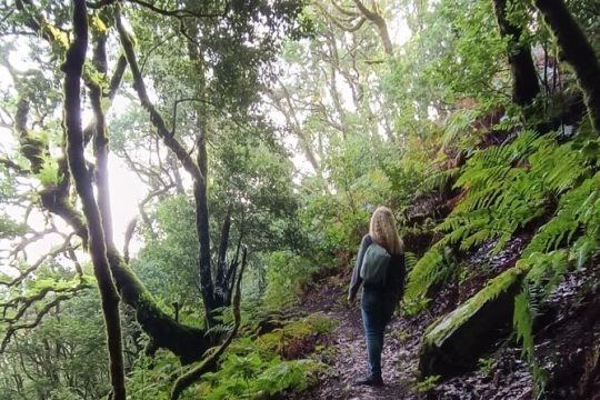 Tenerife: Hiking through Enchanted laurel forest Above Masca