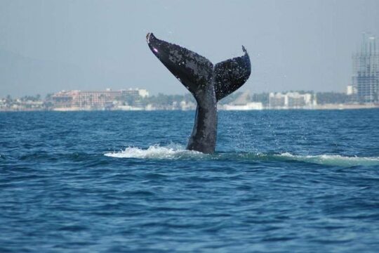 Whale watching tour