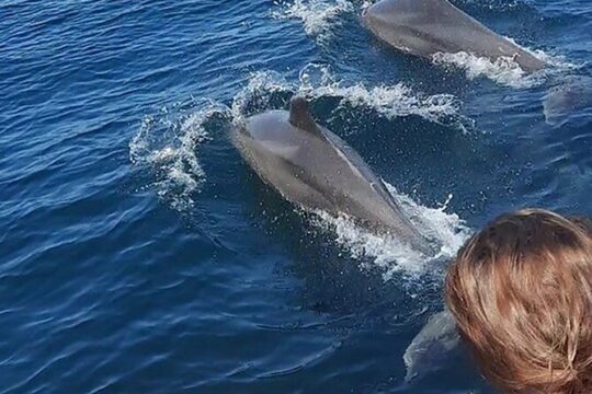 Wild dolphins encounter & snorkeling