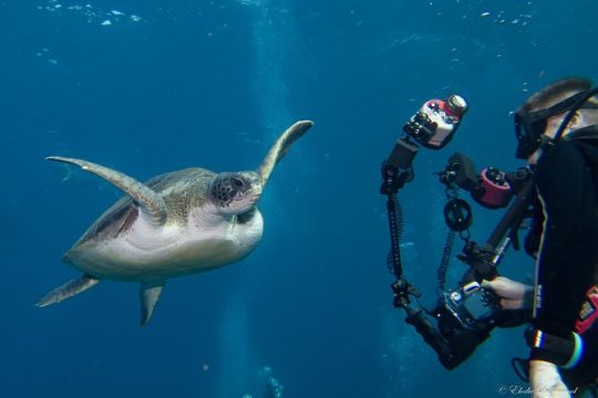 UNDERWATER PHOTOGRAPHY SPECIALITY - Improve your creativity and find your style