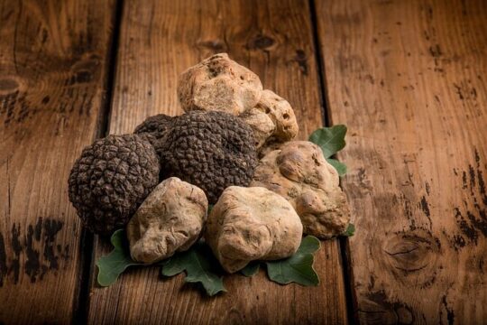Private Truffles Hunt in Umbria, full-day tour from Rome