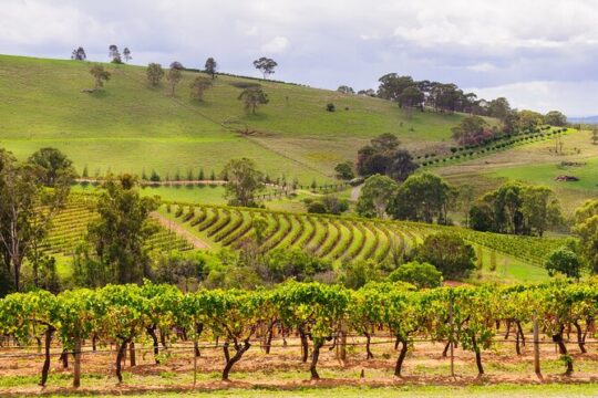 Full Day Private Hunter Valley Wine Tour from Sydney