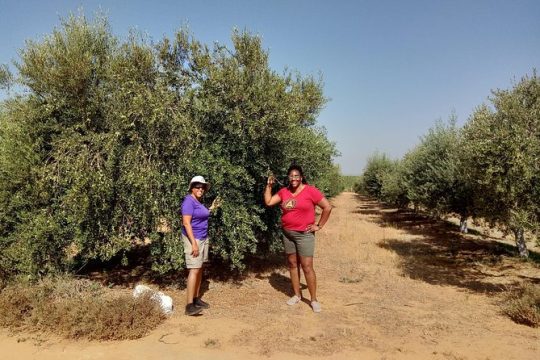 Olive Oil Farm Tour with Tasting from Seville