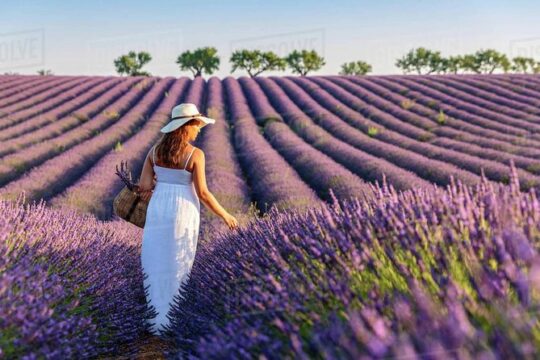 Provence and Lavender - private & Guided Full Day Tour