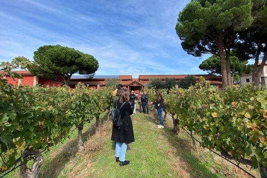 Ribera Del Duero 1 Day Wine Tour in English from Madrid