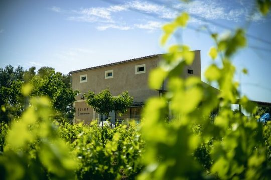Guided tour of the Winery with wine tasting, Vineyard and much more!