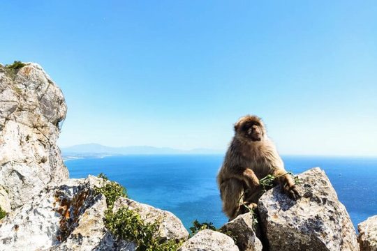 Premium private trip to Gibraltar from Seville (various options)