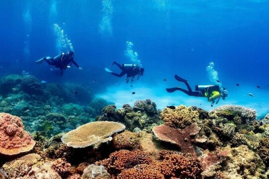 Blue Dive Private Guided Scuba Dive Cairns