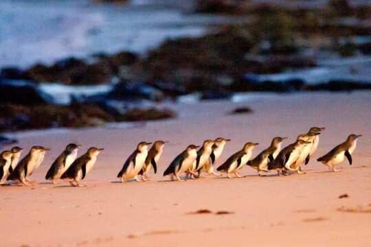 Penguin Parade with Wine Tasting and Feast from Phillip Island
