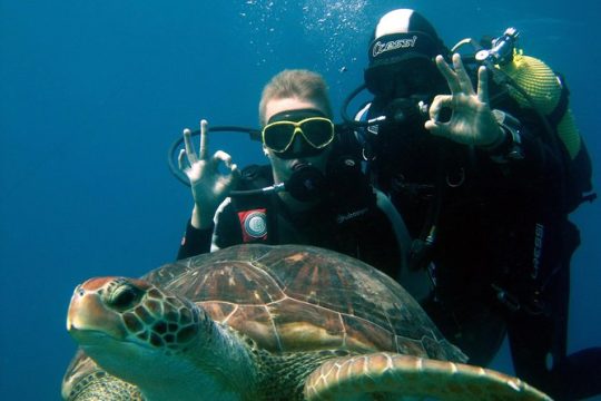 Try Scuba Diving in a turtle area (boat)