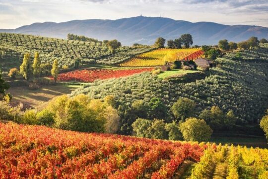 Full day experience | Umbria wine tasting and SPA relax