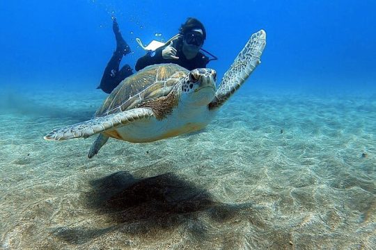 Discover PADI scuba diving in the area of Tortugas in Playa de Abades