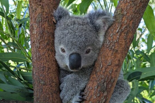 Australian Private Waterfalls tour with Koalas and Kangaroos