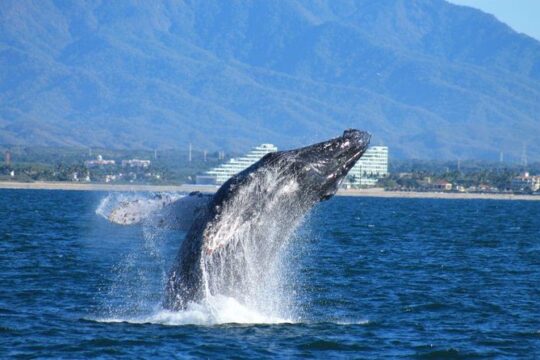 Whale Watching The Best Of Puerto Vallarta