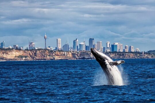 Sydney Harbour 2-Hour Whale Watching Express Cruise
