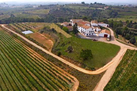 Viticulture and Wine-Tasting 3-Hour Trip from Barcelona