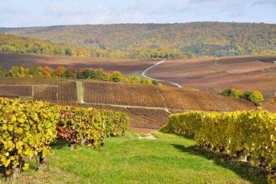 Champagne Area Small-Group Tour including a Top Champagne house & Family Winery