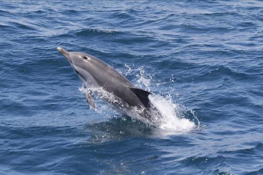 Gibraltar Dolphins Watching Day Trip from Seville