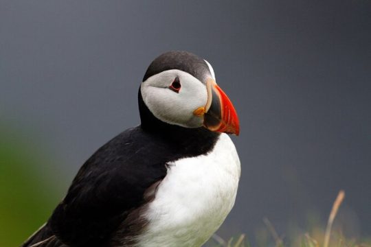 4-Day Mull, Iona and Staffa Puffin Experience from Edinburgh