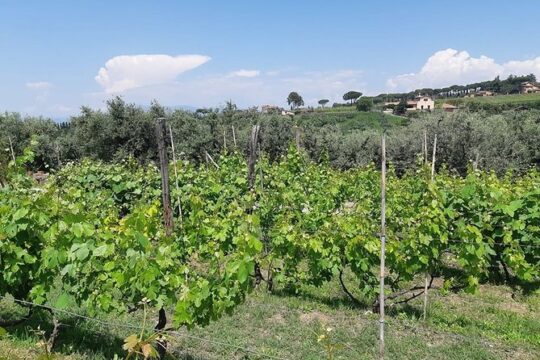 Castelli Romani wine Tour