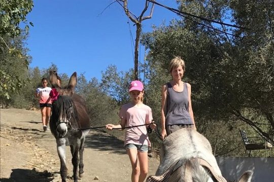 Tour the Sanctuary and Walk with the Donkeys and Share their Love