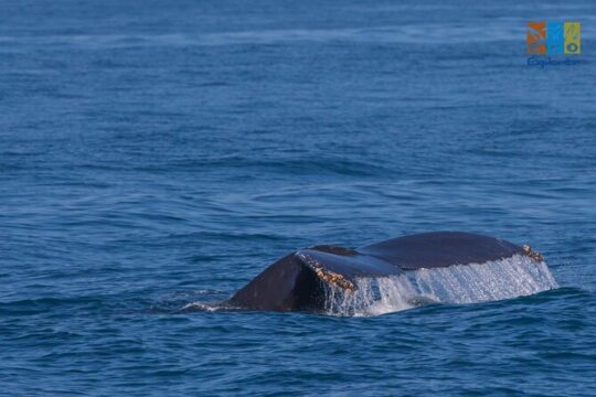 Private Whale watching Puerto Vallarta