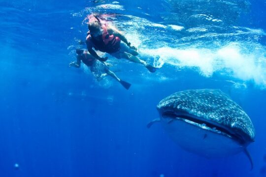 Private Whale Shark All Inclusive Experience