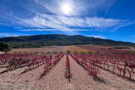Private Wine Tour to the Costa Blanca Wineries