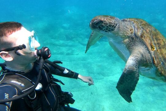 Scuba Dive for Beginners in a Turtle Area in Costa Adeje