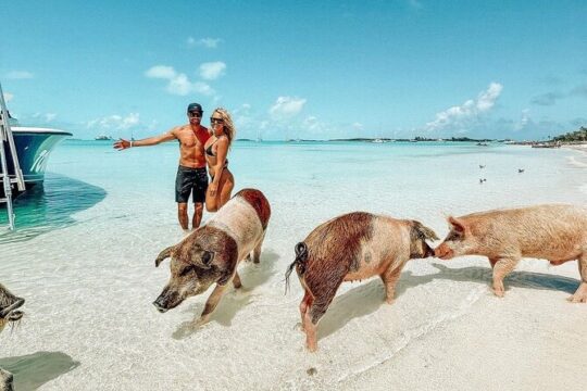 Swimming Pigs Water Taxi Nassau Bahamas