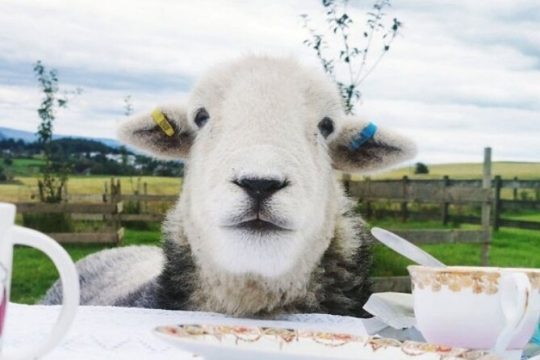 Tea with Naughty Sheep