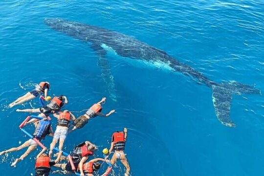 Swim with Whales in Gold Coast