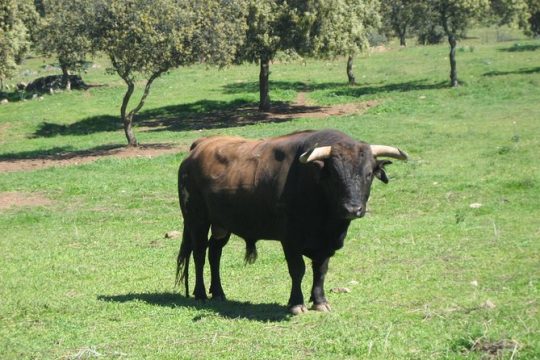 Half-Day Guided Tour to a bull farm in Madrid