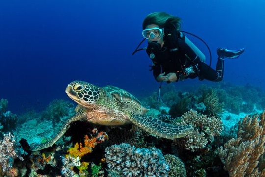 Scuba Reef Dive in Waikiki with One Tank