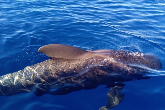 Private Charter 2 Hours Whale Watching Puerto Colon Adeje