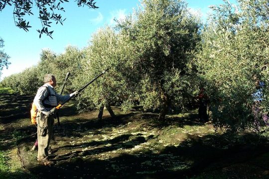 Private Olive Oil Tour from Sevilla
