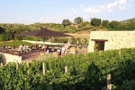 Small-Group Exclusive Winery and Wine Tasting Tour in Frascati