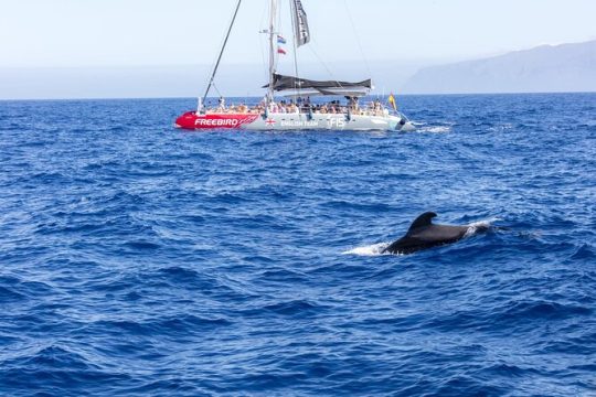 Exclusive Freebird Catamaran Whale and Dolphin Cruise to Caleta